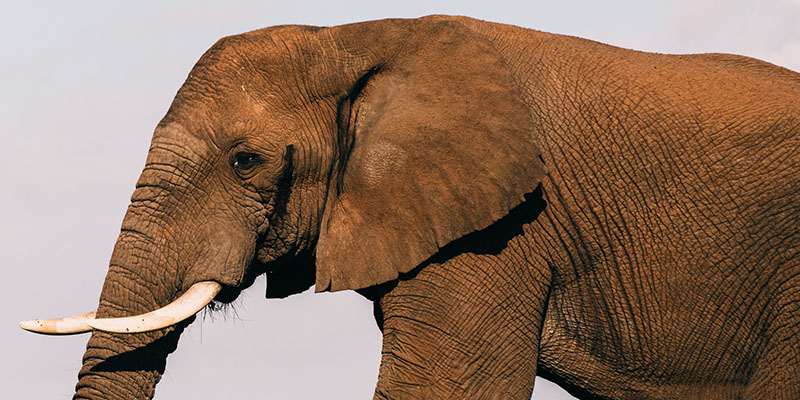 Three Ways to Confront the Elephant in the Room